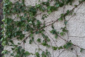 Green leafy vine growing on wall