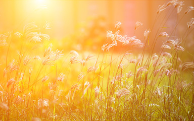 Grass in the morning