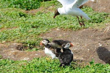 Atlantic puffins attacked by a gull, Farne Islands Nature Reserv