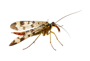 Fototapeta premium Mosquito