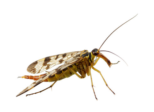 Mosquito