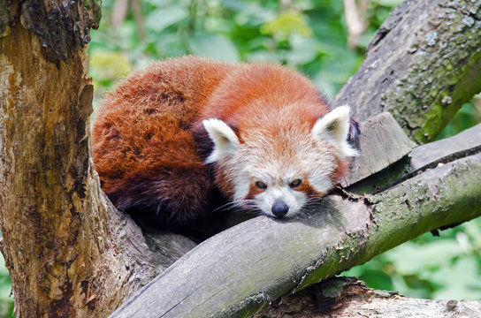 Kleiner Panda (Ailurus fulgens)