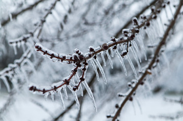 Obraz premium Ice Storm