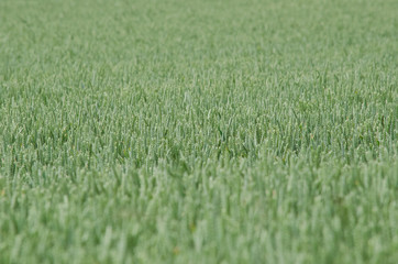Green wheat field filled frame