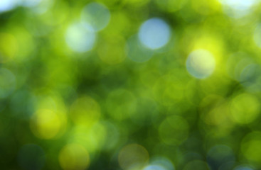 green bokeh