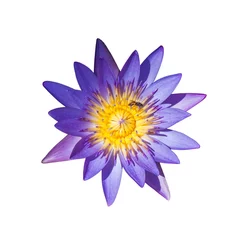 Crédence de cuisine en verre imprimé Nénuphars lotus flower on a white background