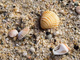 small pebbles and shells