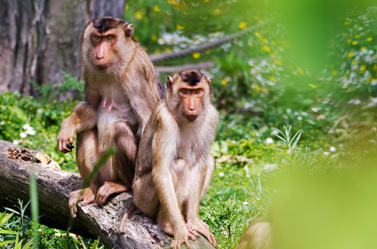 Schweinsaffen (Macaca)