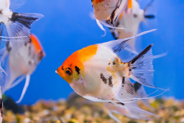 Aquarium fish
