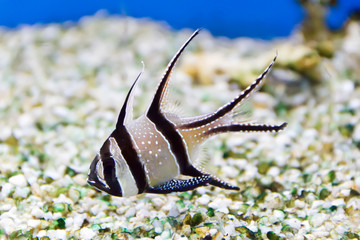 Aquarium fish