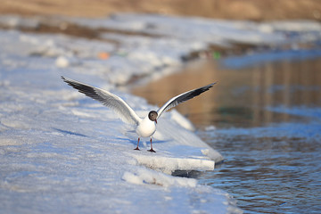 Seagull water spring snows spring