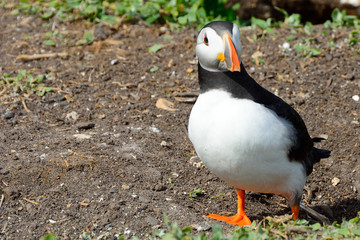 Atlantic puffin, Farne Islands Nature Reserve, England