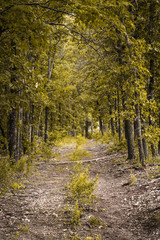 Deep woods path with dirt road