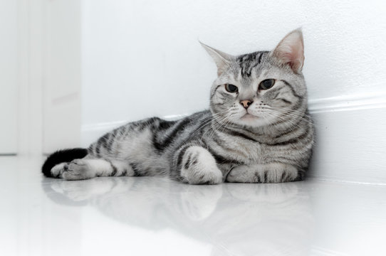 American shorthair cat is sitting and looking forward