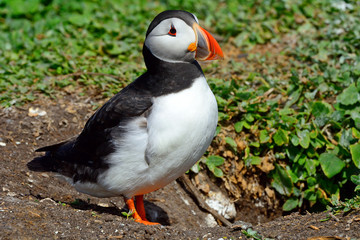 Atlantic puffin, Farne Islands Nature Reserve, England