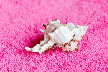 Seashell
