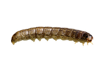  caterpillar