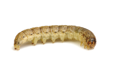  caterpillar