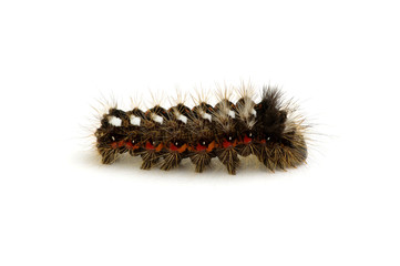  caterpillar