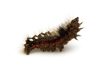  caterpillar