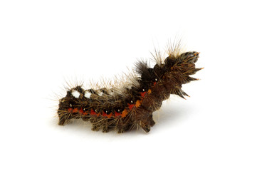  caterpillar