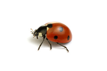 Ladybug