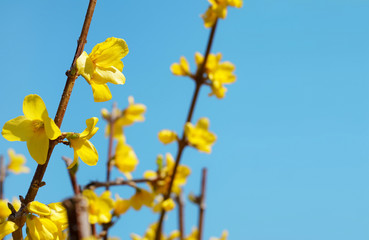 Forsythia x Intermedia 