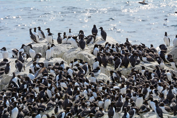 Guillemots, Farne Islands Nature Reserve, England