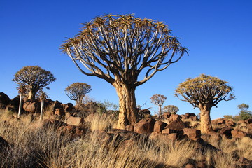 K&ouml;cherb&auml;ume in Namibia