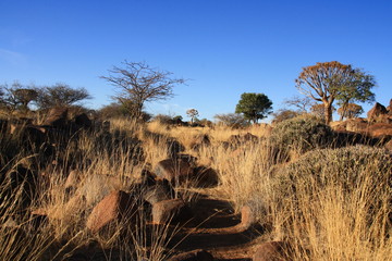 Graslandschaft in Namibia mit Köcherbaum