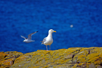 Herring gull, Farne Islands Nature Reserve, England