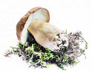 Boletus Mushroom Isolated