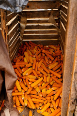 Photography of a pile of corn in the wooden barn