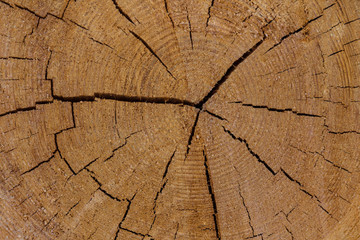 Baumstamm mit Maserung und Jahresringe