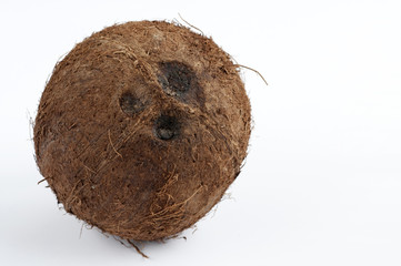 Coconut