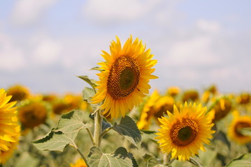 Photography of a sunflower in the sunflower field in a sunny day, clouds in the sky