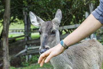 Whitetail deer hatchery, Andes, Cayambe, Ecuador