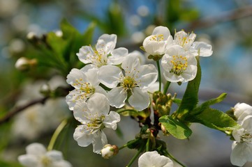 Photography of white flowers with green leaves in the sun
