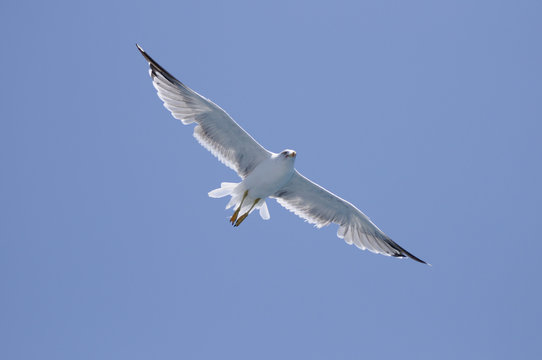 Photography of a flying seagull on a blue sky
