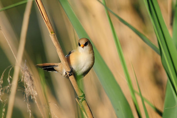 Junge Bartmeise (Panurus biarmicus)