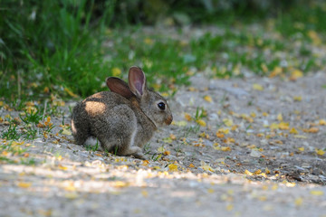 Junger Feldhase (Lepus europaeus)