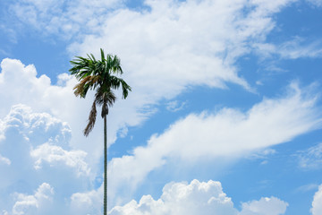 betel palm high above the sky