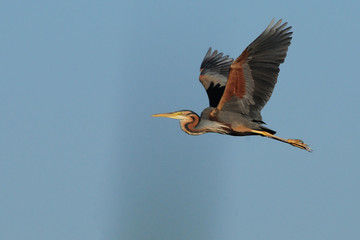 Purpurreiher (Ardea purpurea) im Flug