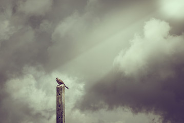 Birds on a lamp post in the dark vintage