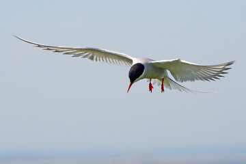 Arctic tern, Farne Islands Nature Reserve, England