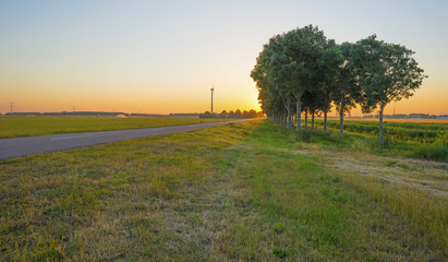 Fototapeta premium Row of trees along a road in summer at sunrise