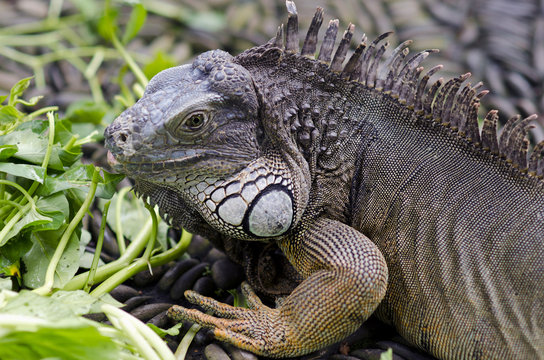 Exotic animal. Close-up of green iguana. Reptile portrait. Wildl