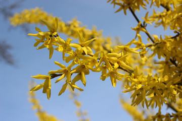 Blooming forsythia