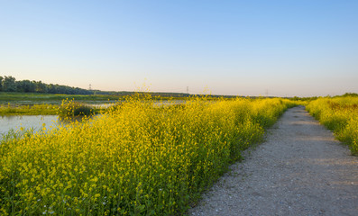 Wild flowers along a lake in summer at sunrise
