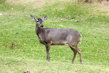 Naklejka na ściany i meble Whitetail deer hatchery, Andes, Cayambe, Ecuador